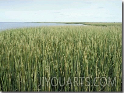 Marsh Grass