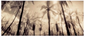 Palm Paradise