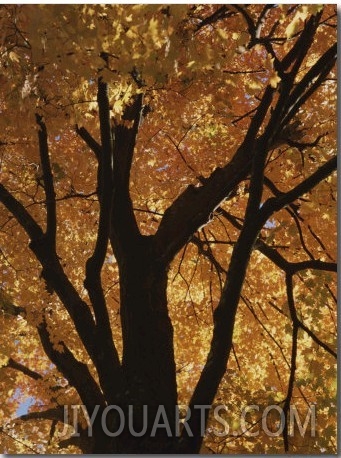 Autumn Color Blazes in a Maple Tree