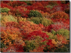 Autumn Colors Paint a Canadian Forest