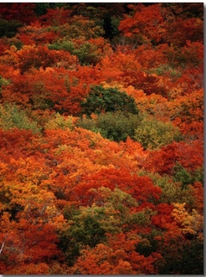 Autumn Foliage Decorates the Park