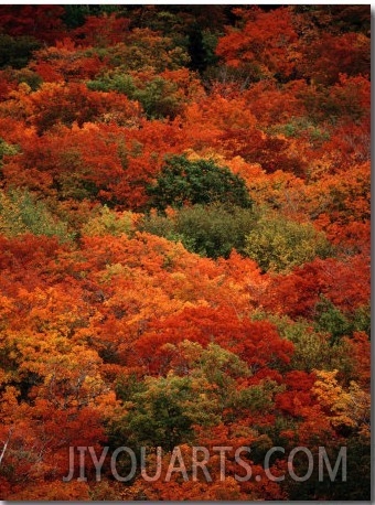 Autumn Foliage Decorates the Park