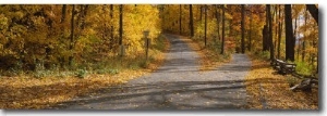 Autumn Leaves on the Road, Connecticut, USA