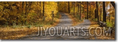 Autumn Leaves on the Road, Connecticut, USA