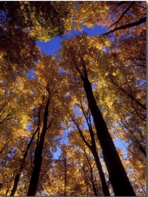 Blue Sky Through Sugar Maple Trees in Autumn Colors, Upper Peninsula, Michigan, USA