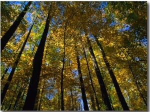 Looking Up Through Autumn Trees, Great Smoky Mountains National Park, USA