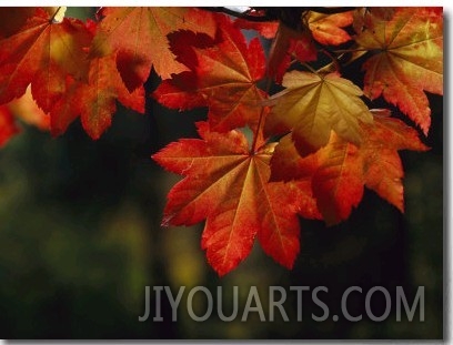 Vine Maple Leaves To Displaying Bright Autumn Colors