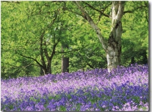 Bluebells in Woods, Springtime