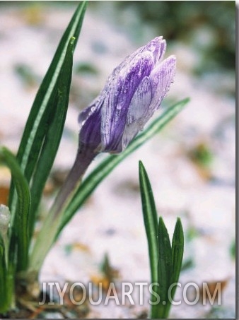 Crocuses in Spring Snow, Braintree, MA