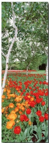 Spring Flowers, Lake Burley Griffin, Australia