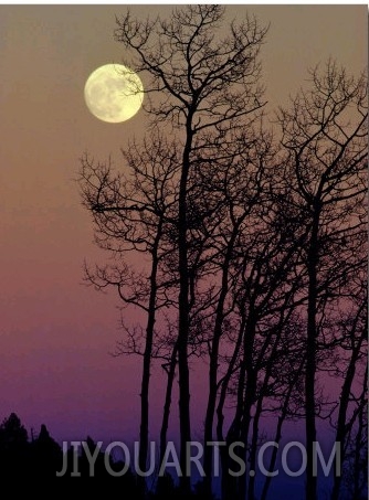 A Full Moon Shines on Winters Leafless Branches