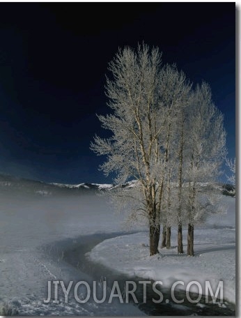 Frosty Cottonwood Trees Standing Near a Steamy Creek in Snowy Scene