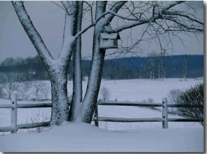 Snow Blankets a Tree and Birdhouse