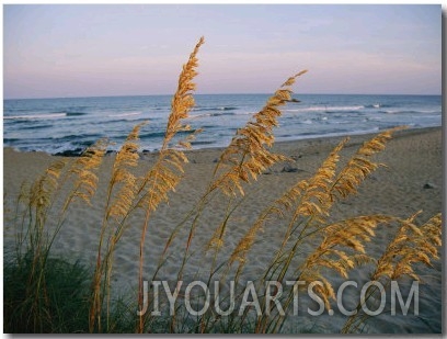 Beach Scene with Sea Oats