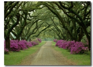 A Beautiful Pathway Lined with Trees and Purple Azaleas