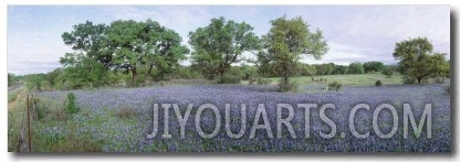 Field of Bluebonnet Flowers, Texas, USA