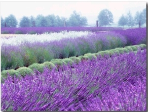 InLavender Field, Sequim, Washington, USA