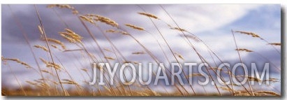 Wheat Stalks Blowing, Crops, Field, Open Space