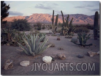 A Desert Cactus Garden in Nevada