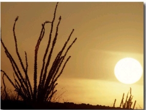 Desert Sunset with Ocotillo, CA