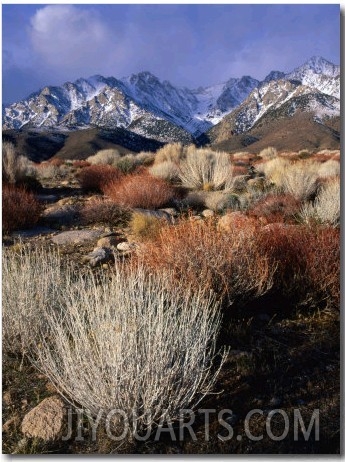 Mountains and Desert Flora in the Owens Valley, Inyo National Forest, California, USA