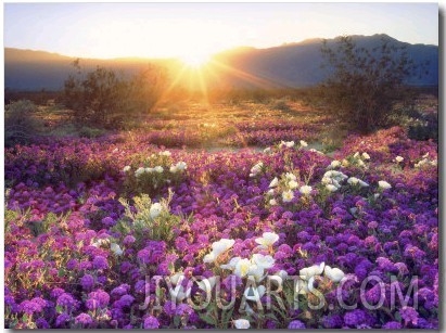 Sand Verbena and Dune Primrose Wildflowers at Sunset, Anza Borrego Desert State Park, California