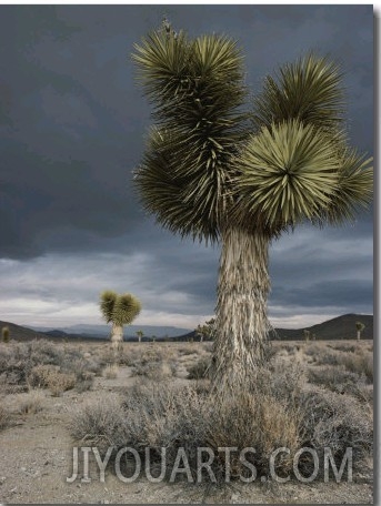 Stormy Clouds Brew over the Mojave Desert and Beaked Yucca Plants