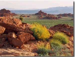 Brittlebush and Sandstone, Valley of Fire State Park, Nevada, USA