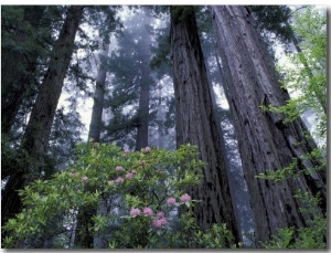 Coast Trail, Redwoods and Rhododendrons, Del Norte Coast State Park, California, USA