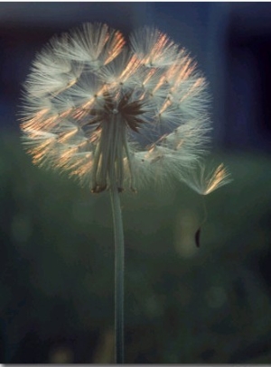 Dandelion Backlit by the Sun