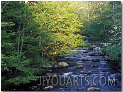 Elkmount Area, Great Smoky Mountains National Park, Tennessee, USA