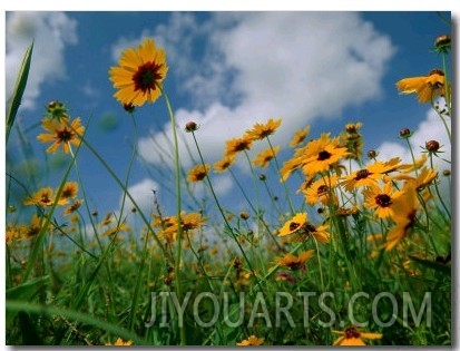 Wild Sunflowers in a Field