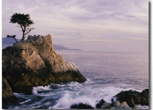 Lone Cypress Tree on a Rocky Point Near Pebble Beach