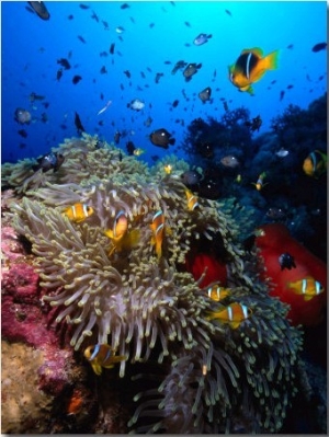 Stonefish on Jackson Reef in Red Sea, Tiran Island, Egypt