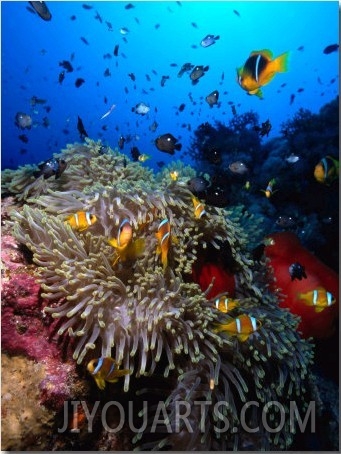 Stonefish on Jackson Reef in Red Sea, Tiran Island, Egypt