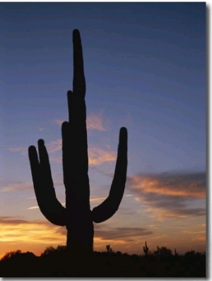 A Saguaro Cactus Silhouetted against the Evening Sky