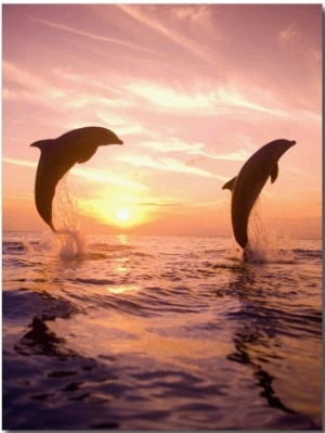 Bottlenose Dolphins, Caribbean Sea Near Roatan, Honduras