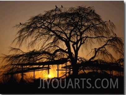 Cherry Tree in Maruyama Koen Park at Sunset, Kyoto, Japan