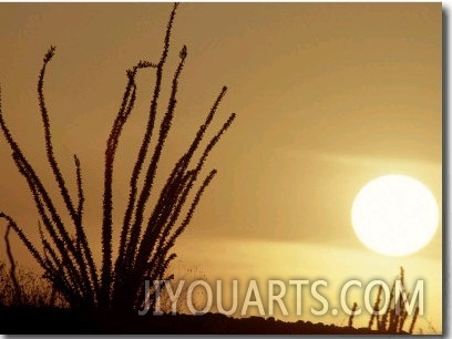 Desert Sunset with Ocotillo, CA