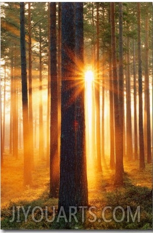 Forest Sunbeams