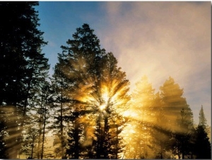 God Rays from Morning Fog Along the Madison River, Yellowstone National Park, Wyoming, USA