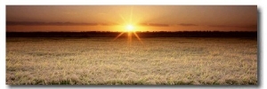 Rice Field, Sacramento Valley, California, USA