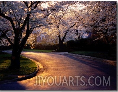 Sunset and Cherry Trees in Bloom