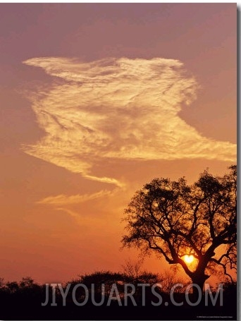 Sunset Through a Silhoetted Acacia Tree, South Africa