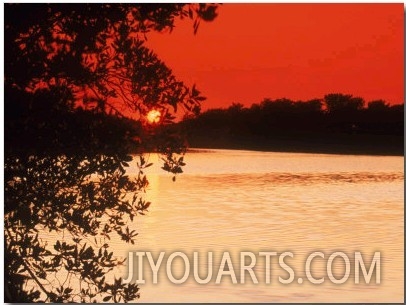 Trees Near Water at Sunset   Key West, FL