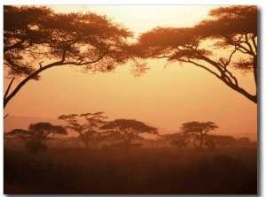 Acacia Trees, Kenya