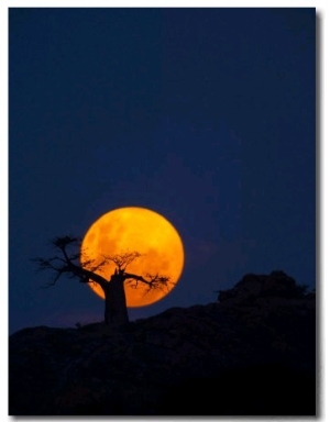 Baobab Tree on Mmamagwa Hill at Moonrise, Northern Tuli Game Reserve, Botswana