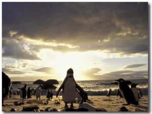 Black Footed Penguins on the Beach, South Africa