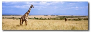 Giraffe, Maasai Mara, Kenya