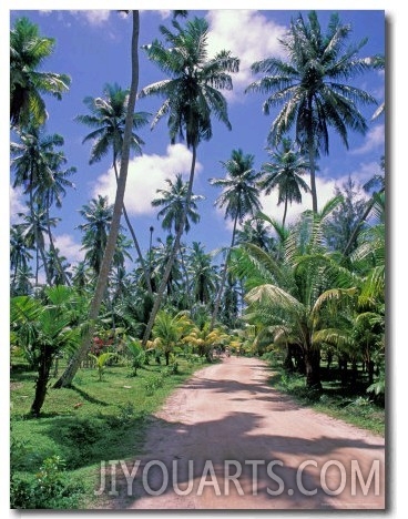 Palm Tree Lined Road of L